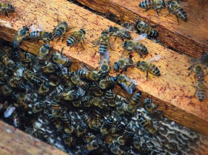 Ministério do Comércio Exterior estuda exportação de empresa alagoana