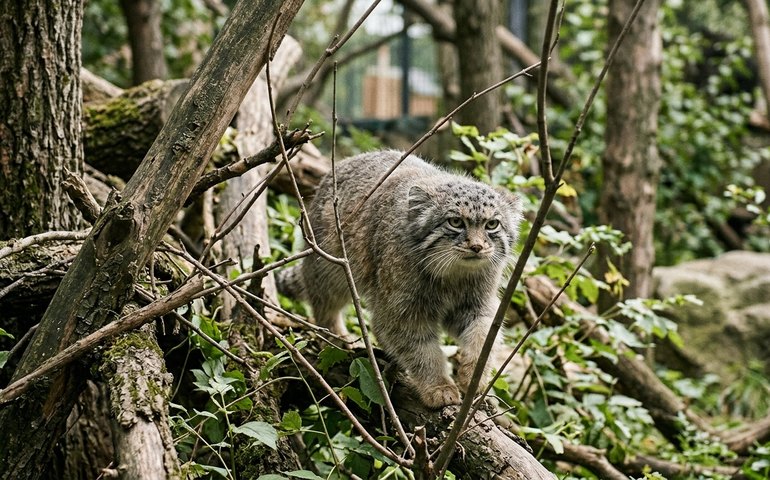Manul chama atenção ao se aventurar entre árvores no Zoológico de Moscou