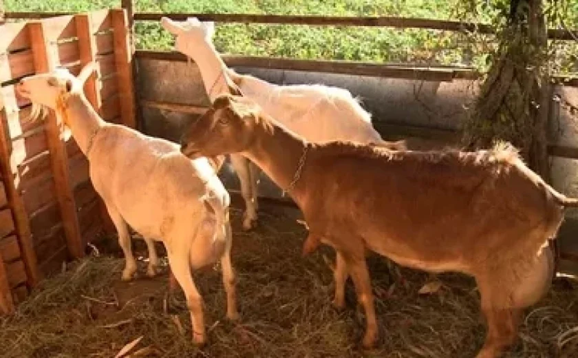 Festival quer incentivar consumo de carne e leite de caprinos em Alagoas