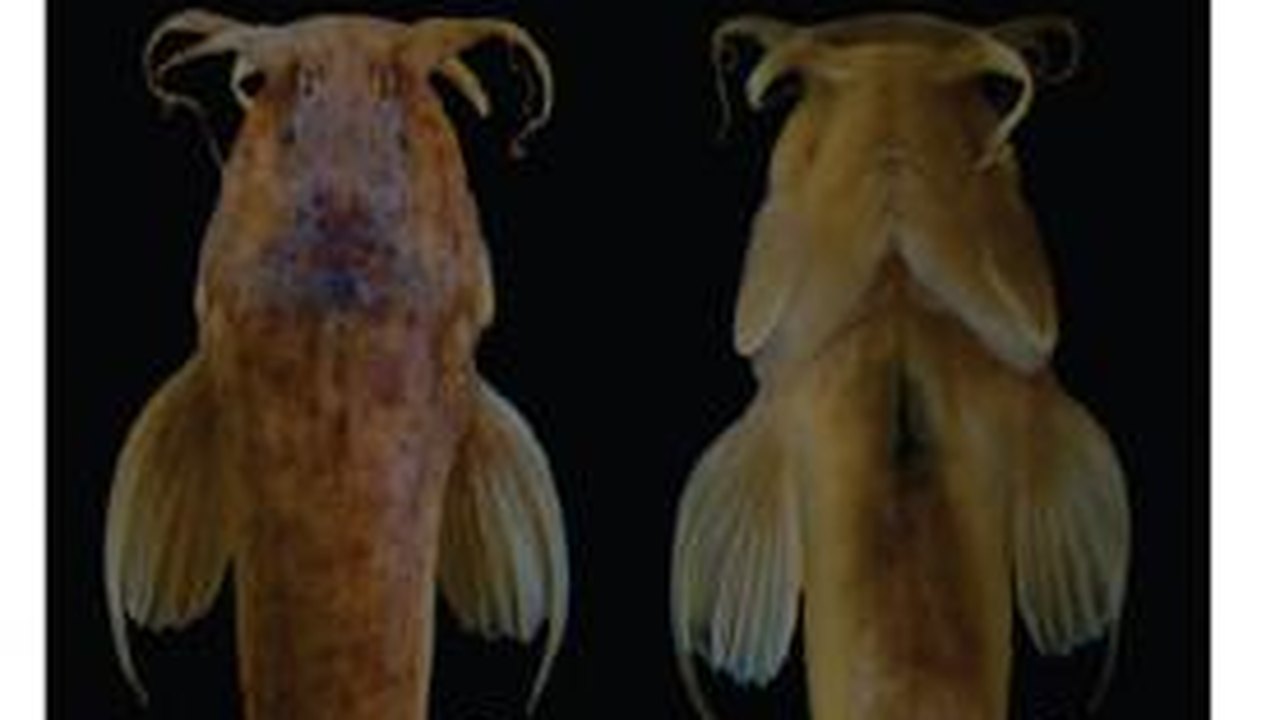 Peixe recém-descoberto em gruta de Goiás já está ameaçado de extinção