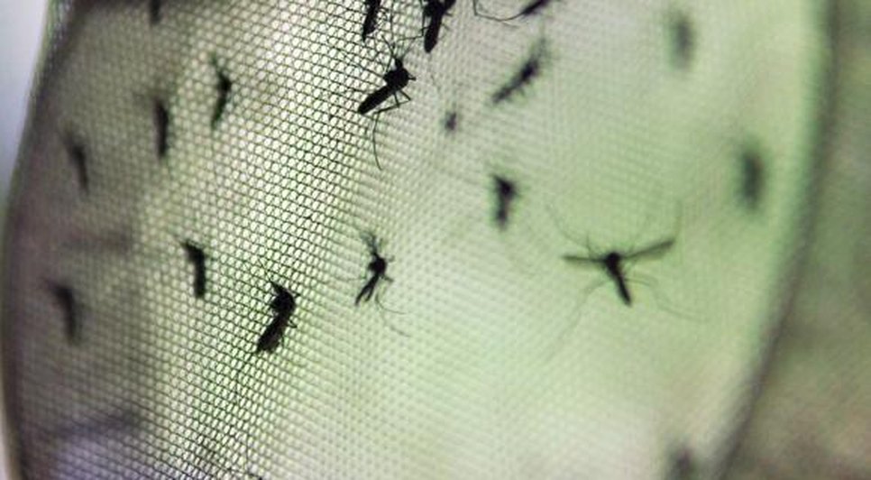 DENGUE