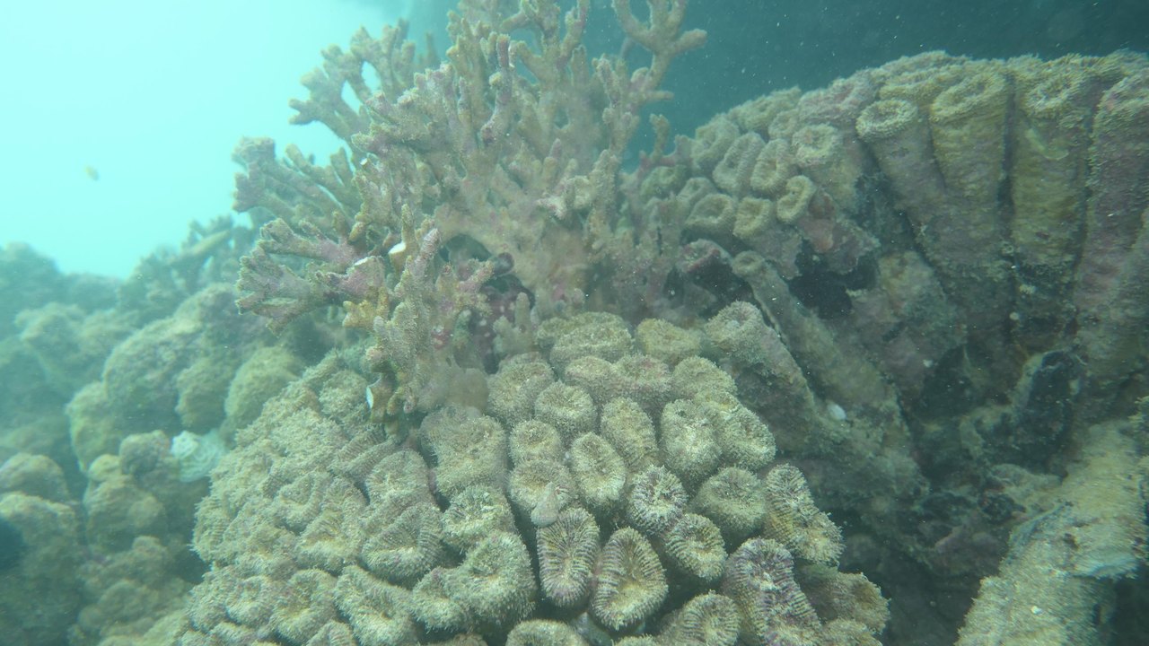 Fapeal impulsiona pesquisa sobre recifes de corais e contribui para a conservação marinha em Alagoas