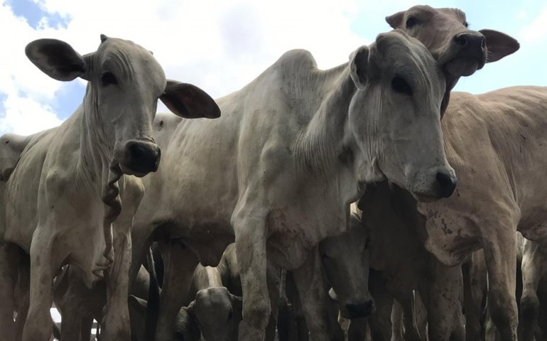 Minerva e Marfrig têm 100% de animais auditados em conformidade na Amazônia Legal, diz MPF