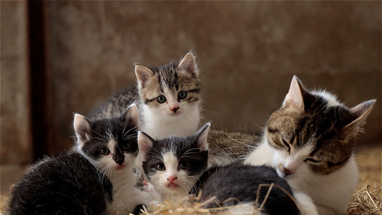 Conheça quais são as vacinas essenciais que os pets devem tomar
