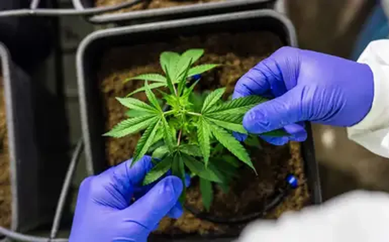 Primeiro grande estudo relaciona uso da maconha a risco até 5 vezes maior de câncer de cabeça e pescoço