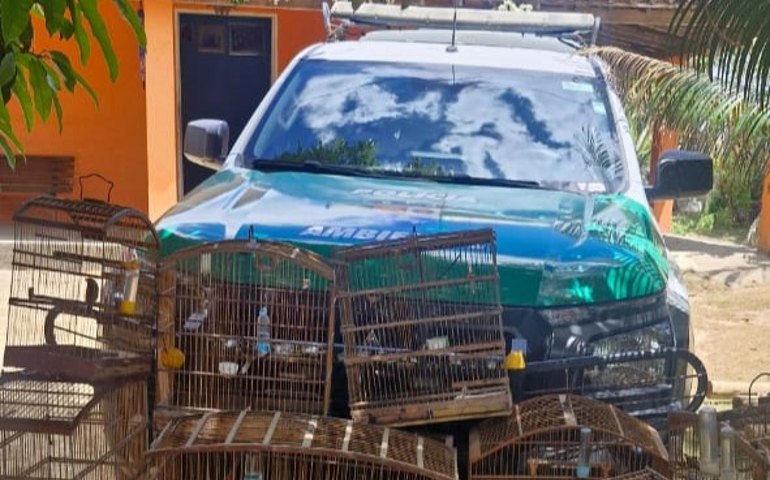 Operação da PM em Ibateguara apreende armas, munições e 25 aves silvestres