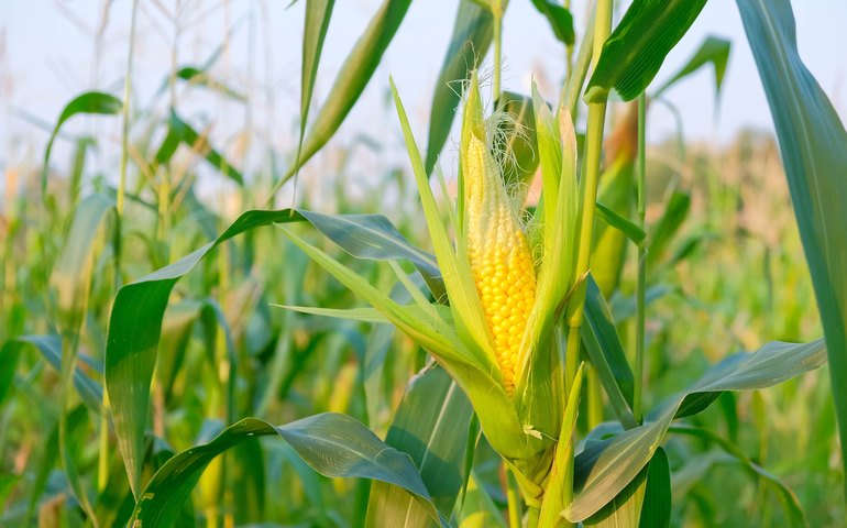 China: importação de milho cai 33% em agosto; de trigo aumenta 58,5%