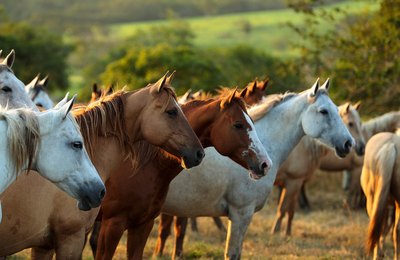 Alagoas Quarter Horse  prepara QM baseado nos 4 R’s  da raça 