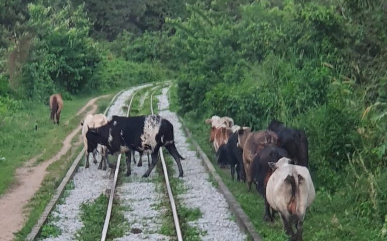 Cresce o número de acidentes envolvendo animais nas ferrovias