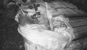 Corpo enrolado em saco plástico é encontrado na Zona de Expansão de Aracaju / Foto: Foto: Reprodução/Redes Sociais