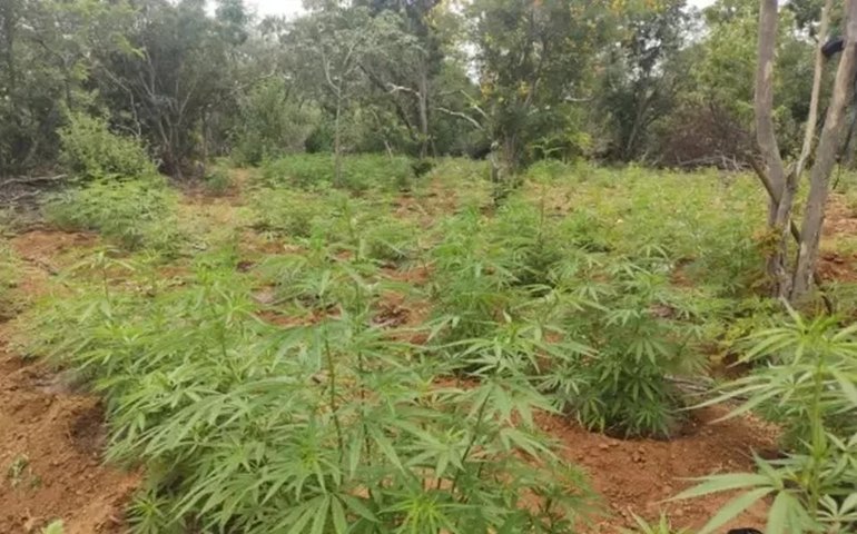 PM apreende 20 mil pés de maconha na zona rural de Mata Grande