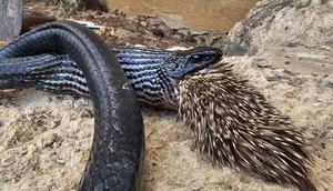 cobra-arrasta-pra-cima-porco-espinho-16082023101426907
