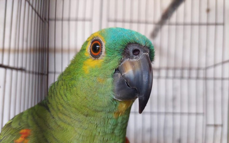 Operação Curupira intensifica ações na APA de Murici e apreende mais de 300 aves