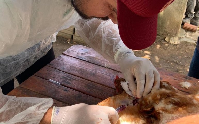 Adeal inicia segunda fase da sorologia de aves de subsistência