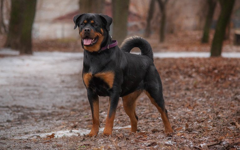 Aumenta atendimento por mordida de cães
