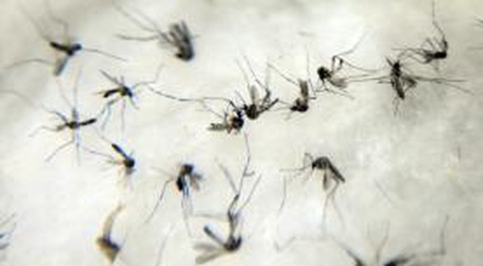 zika 