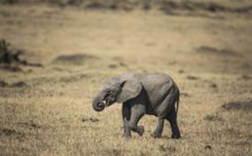 Catorze elefantes morreram envenenados no Zimbábue nas últimas semanas