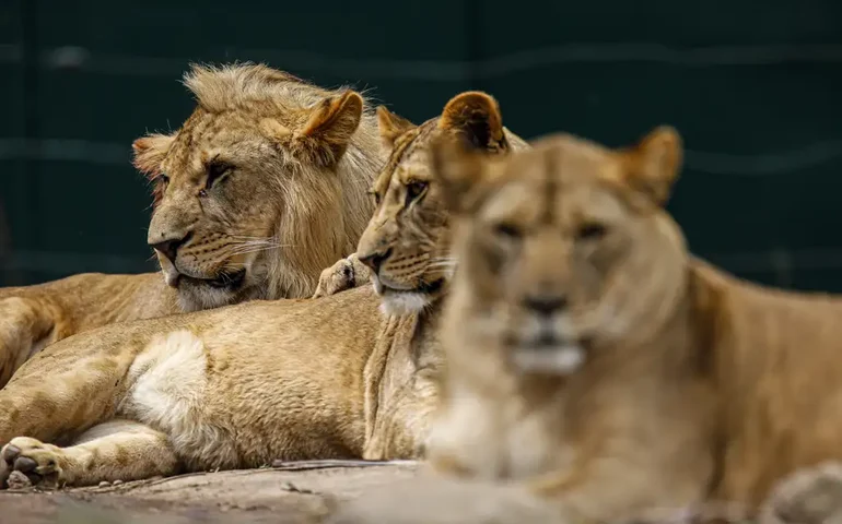 O que os zoológicos brasileiros estão fazendo para proteger os animais da gripe aviária?