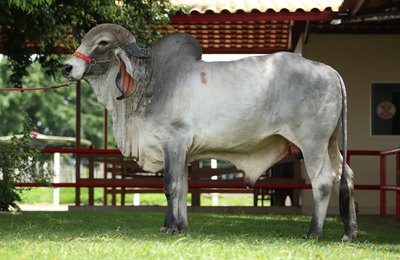 Leilão Mais Leite vem recheado de opções ao produtor de leite  