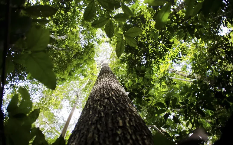 Em nova doação, Noruega repassa mais de R$ 270 mi ao Fundo Amazônia