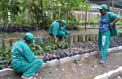 Viveiro do Parque Municipal produz mais de oito mil mudas
