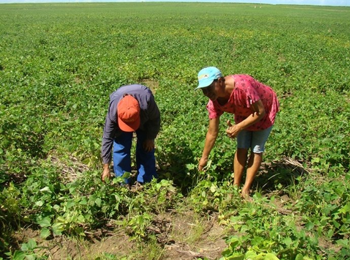 Agricultores realizam colheita do Barriga Cheia em Campo Alegre