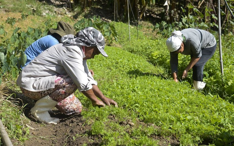 Mulheres são 16% da mão de obra do agro