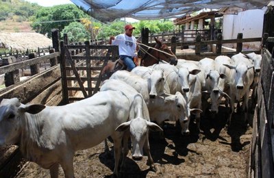 Segunda etapa da campanha de vacinação contra aftosa deve imunizar 500 mil animais