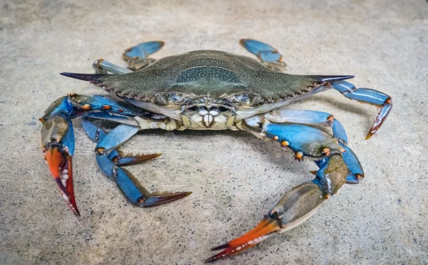 'Invasão' de caranguejos azuis ameaça ecossistemas no norte da Itália