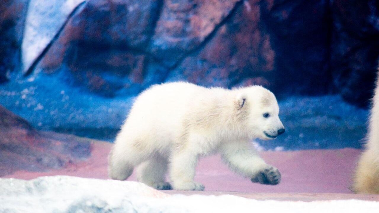 Veja imagens da primeira ursa polar nascida na América Latina (FOTOS, VÍDEOS)
