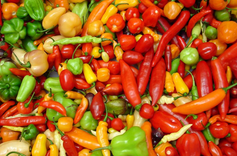 MPT pede à Justiça que produtor de pimenta pague multa por trabalho clandestino