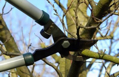 Prefeitura de Maceió orienta sobre poda de árvore em área particular