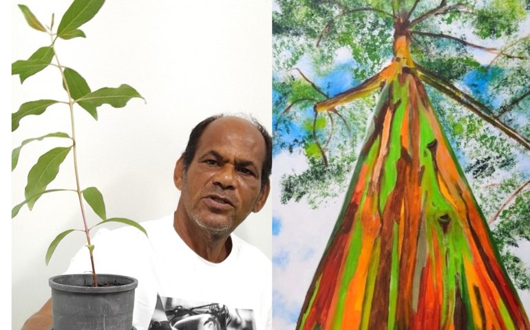 Viveiro de Arapiraca inicia produção de uma das árvores mais lindas do Planeta