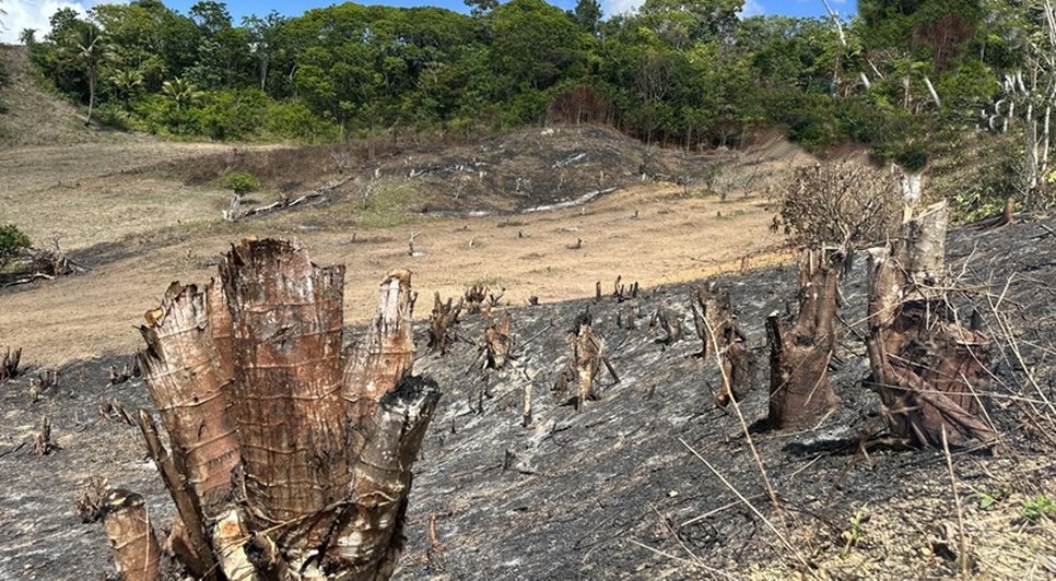 desmatamento / Foto: Reprodução/SSP