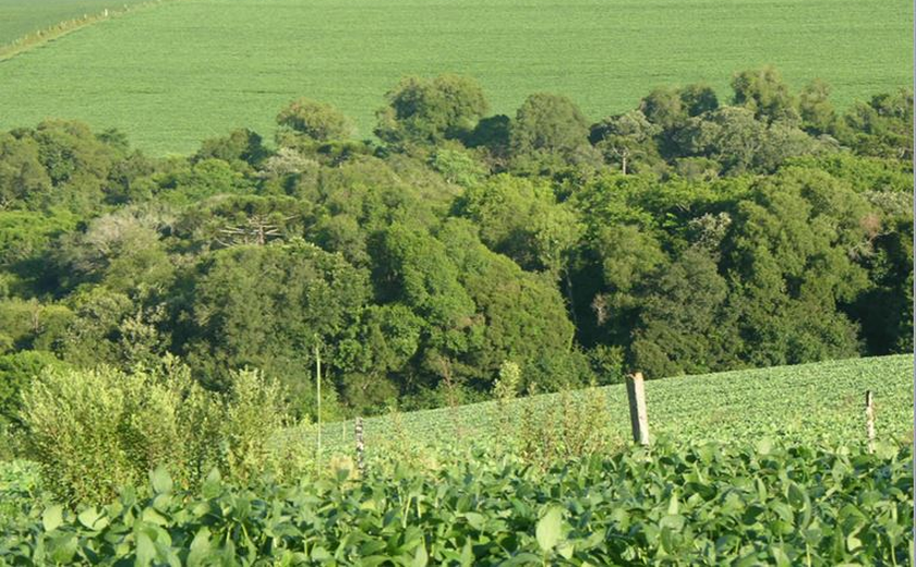 Comprador de área degradada também responde pelo dano ambiental, decide STJ