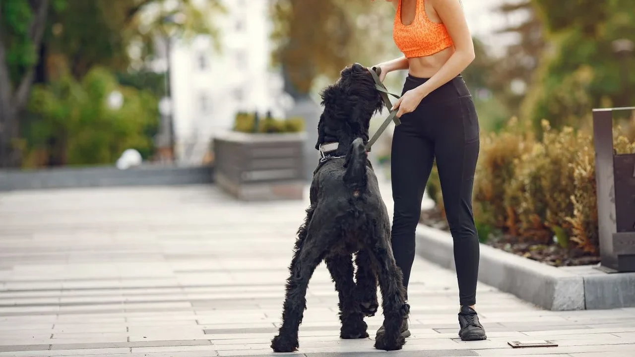 Idade e rotina definem quanto seu cão precisa se movimentar