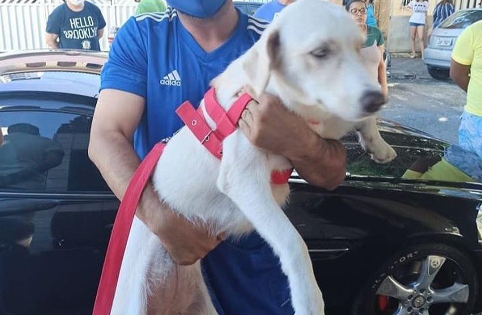 CACHORRO MAUS TRATOS
