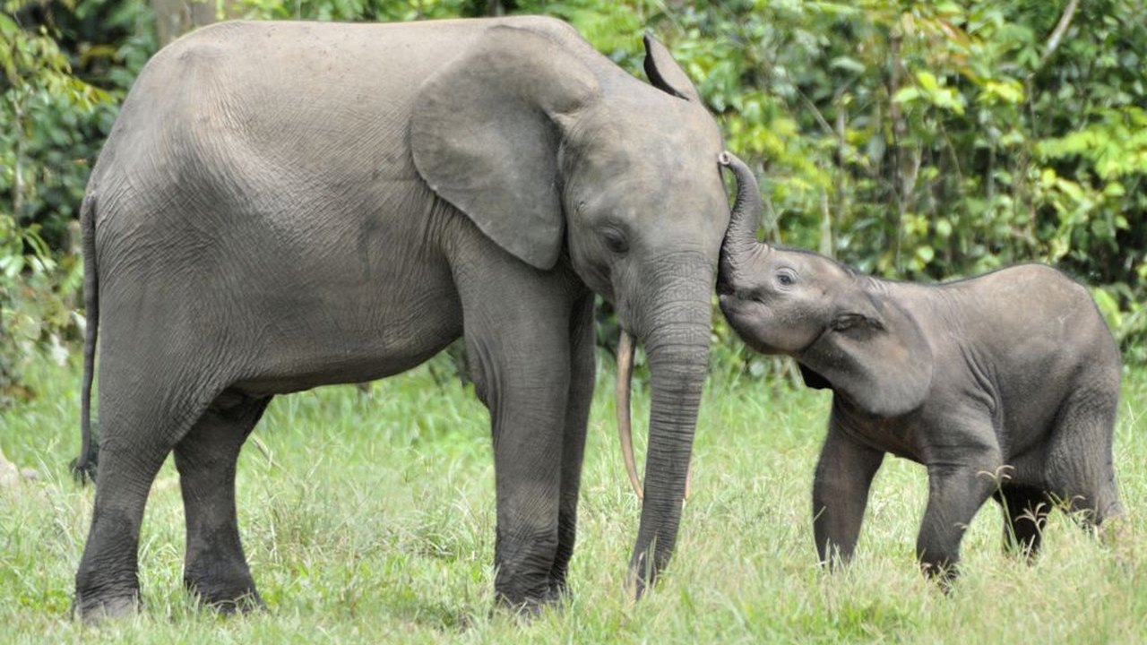 Tailândia: enchente mata dois elefantes no norte do país