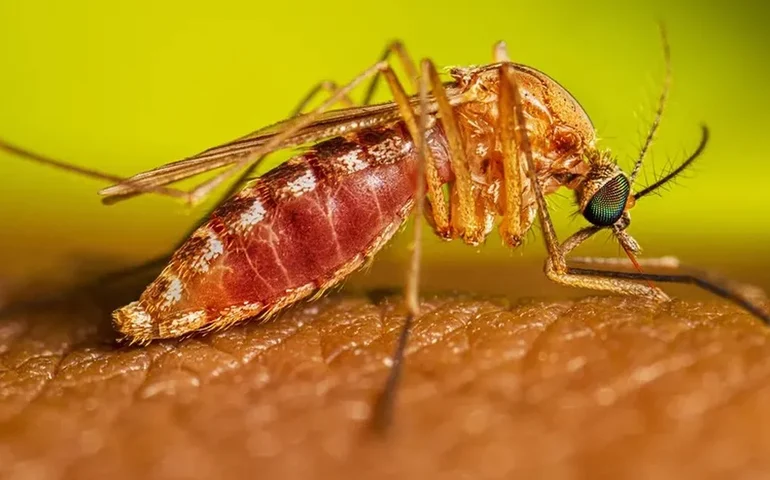 Febre oropouche chegou a 22 Estados e ultrapassou 11 mil casos em 2024, diz Ministério da Saúde