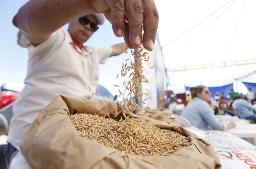 Governo distribuirá 200t de sementes de arroz na próxima semana