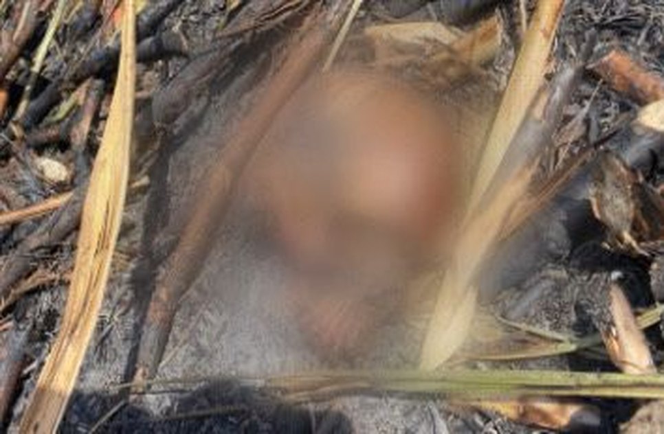 Crânio queimado é encontrado dentro de canavial em Sergipe