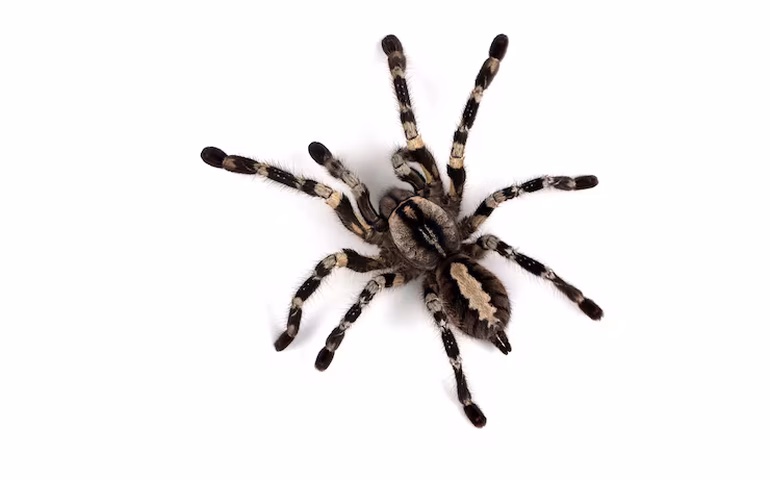 'Que ninguém mais passe por isso': Influenciadora britânica é internada após desenvolver sepse causada por picada de aranha