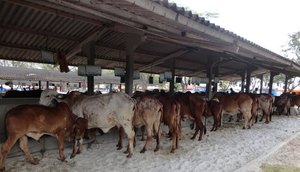 feira agropecuária