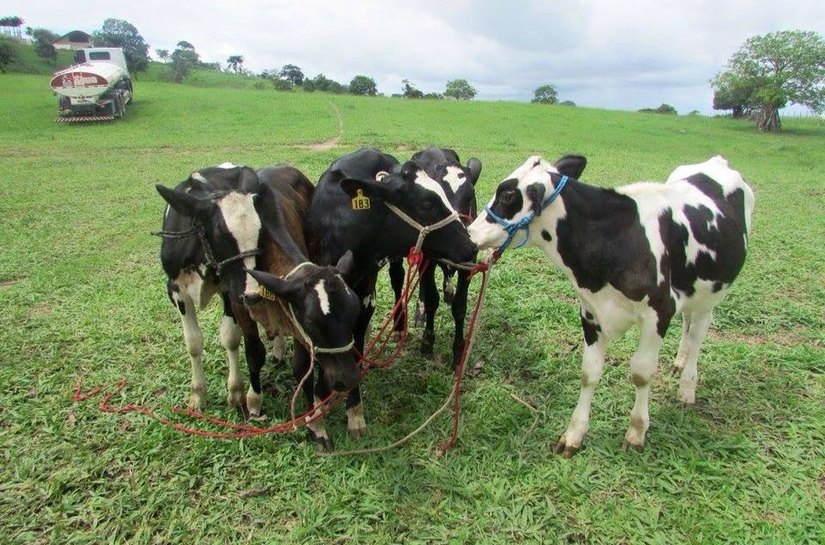 Programa de Melhoramento Genético é desenvolvido em Mar Vermelho