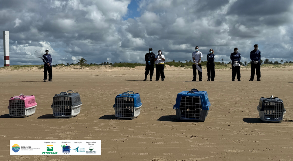 Cinco aves-marinhas posicionadas para início da soltura em Aracaju, Sergipe. Fonte PMP-SEAL - Acervo FMA / Foto: Foto: FMA