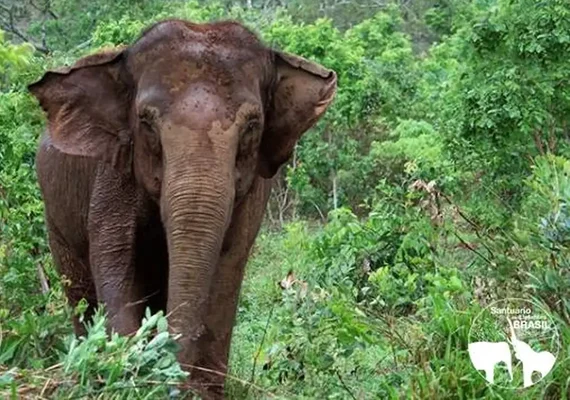 Pesquisa afirma: Elefantes asiáticos enterram seus filhotes mortos e choram 