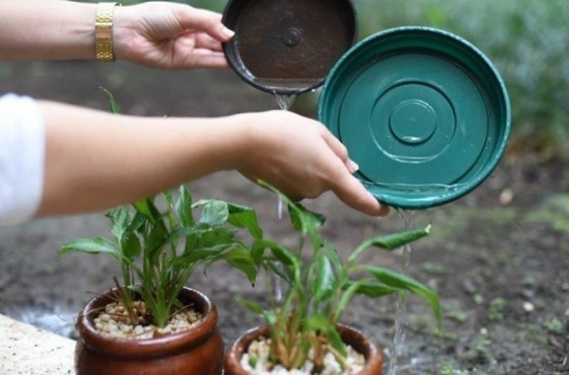 Aedes aegypti: conhecer os cuidados é a maior arma contra o mosquito