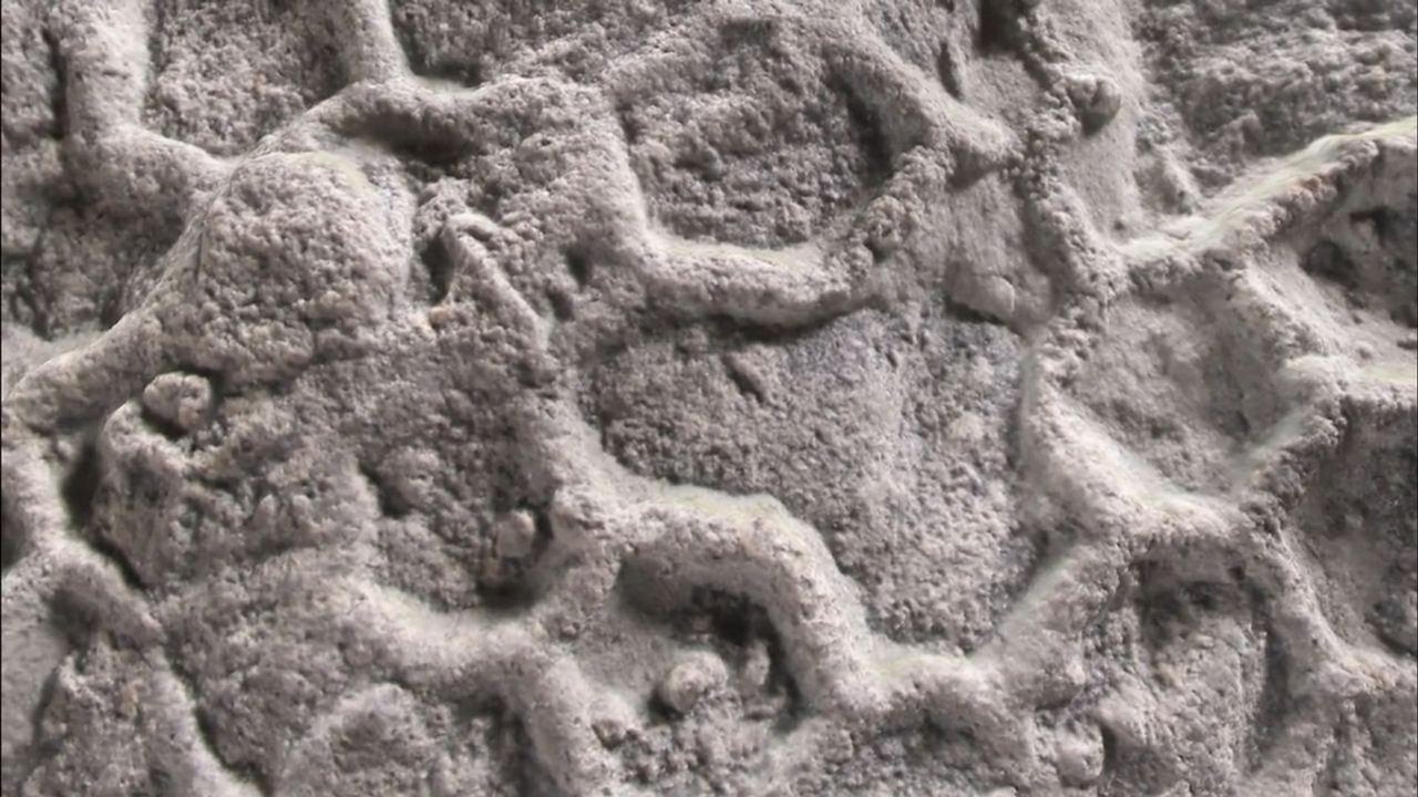 Mistério de 150 anos: cientistas apontam possível autor de estruturas em 'favo de mel' fossilizadas