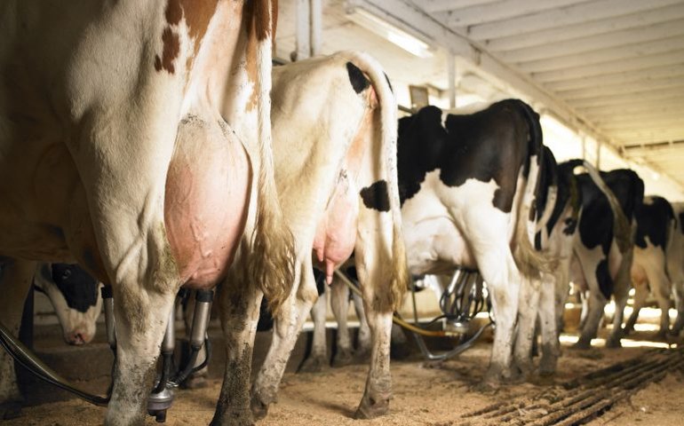 Fazenda oferece sessão de R$ 266 de carinhos em vacas para enfrentar crise no Reino Unido