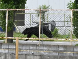 Urso feriu quatro pessoas em uma área residencial do Japão, em meio ao aumento de ataques.